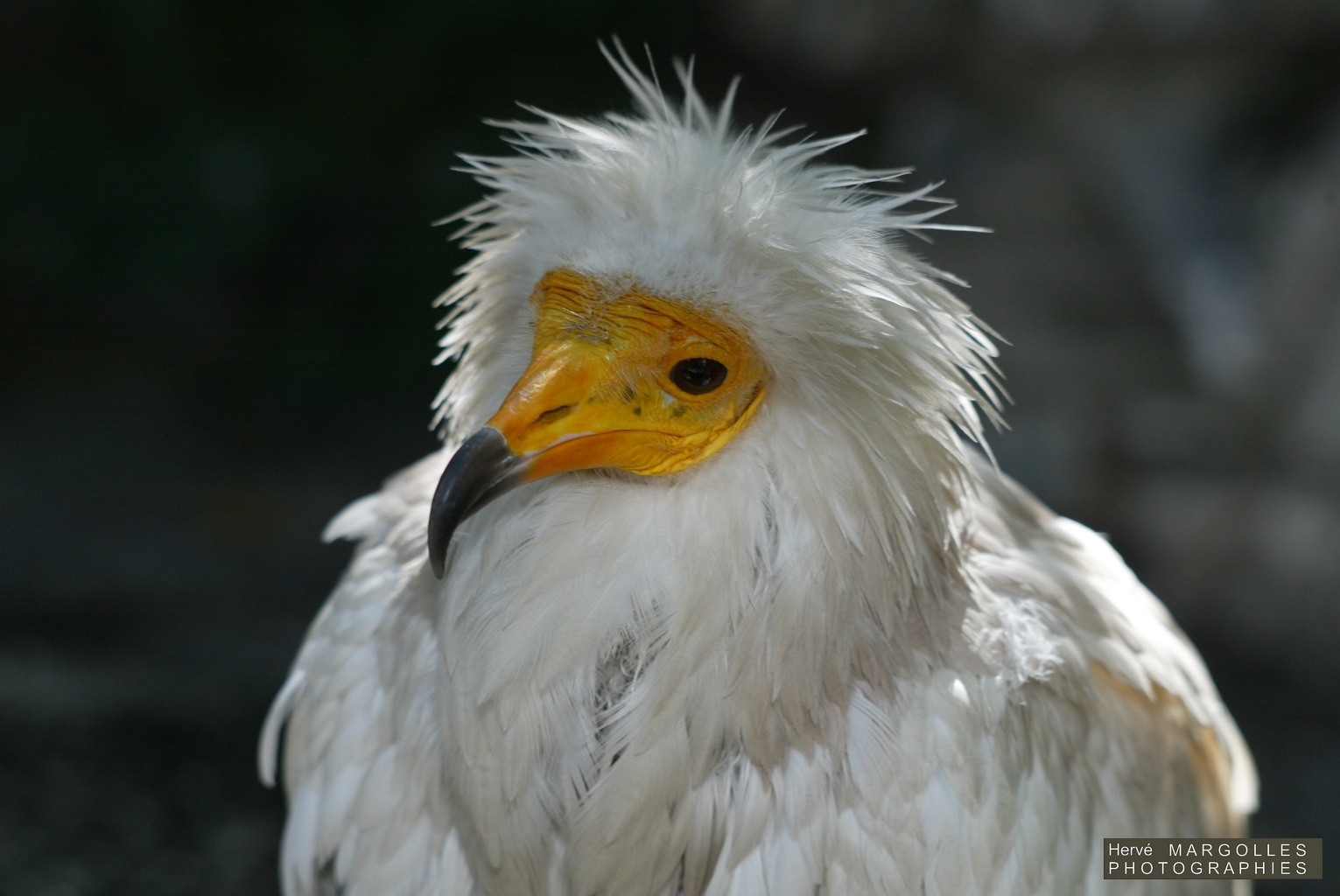 Vautour percnoptere-01.JPG